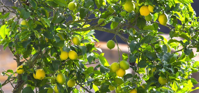 Quels sont les bienfaits du citron sur l’organisme et plus particulièrement dans la perte de poids ?